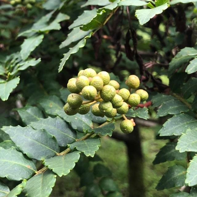 楽天スーパーセール】 ◇数量限定 特上苗◇ 山椒 苗 1年生 接ぎ木苗