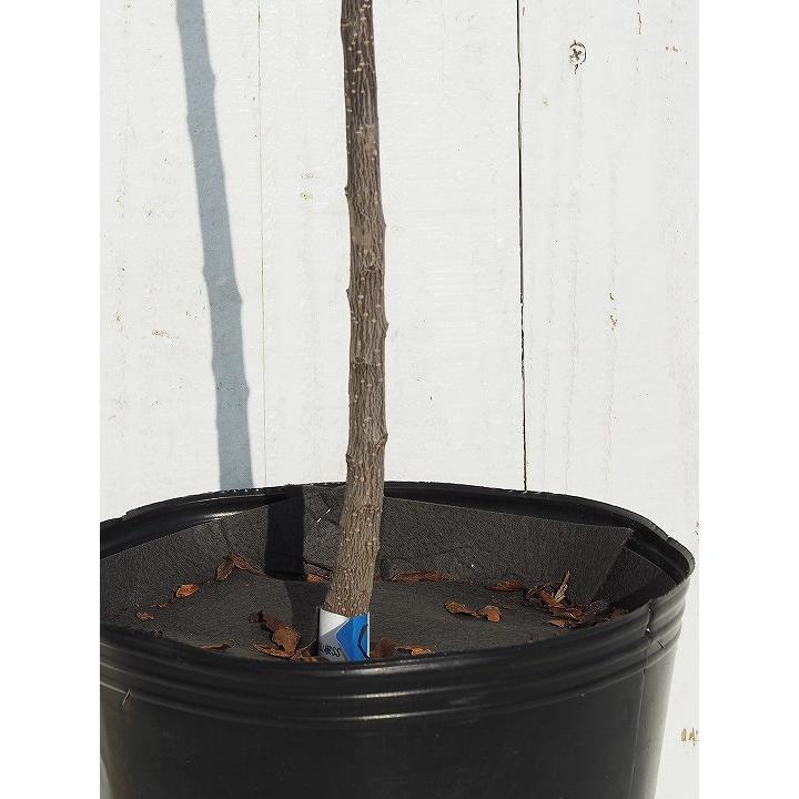 数量限定 特上苗 山椒 苗 スーパーストロング トゲなし実サンショウ 朝倉山椒 あさくらさんしょう 3年生 接ぎ木苗 Tn01 222t003 01 苗木の専門店 グリーンでgo 通販 Yahoo ショッピング