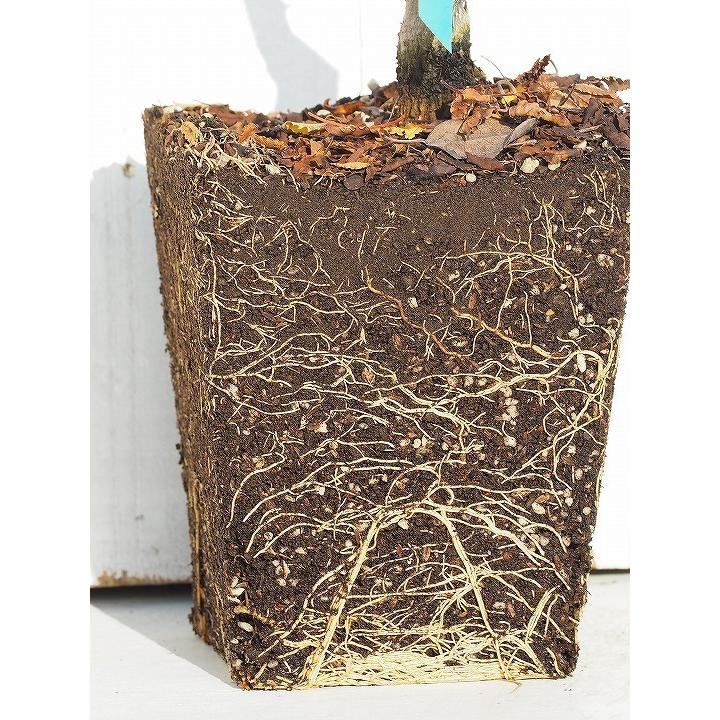 数量限定 特上苗 山椒 苗 スーパーストロング トゲなし実サンショウ 朝倉山椒 あさくらさんしょう 3年生 接ぎ木苗 Tn01 222t003 01 苗木の専門店 グリーンでgo 通販 Yahoo ショッピング