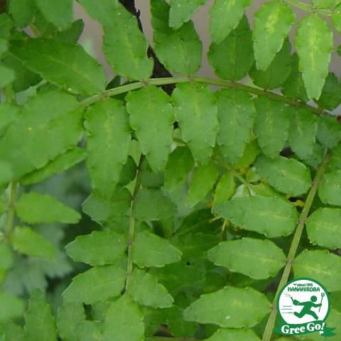 ◇送料無料◇ 山椒 苗 【葉サンショウ】 1年生 ポット苗 （ニーム小袋