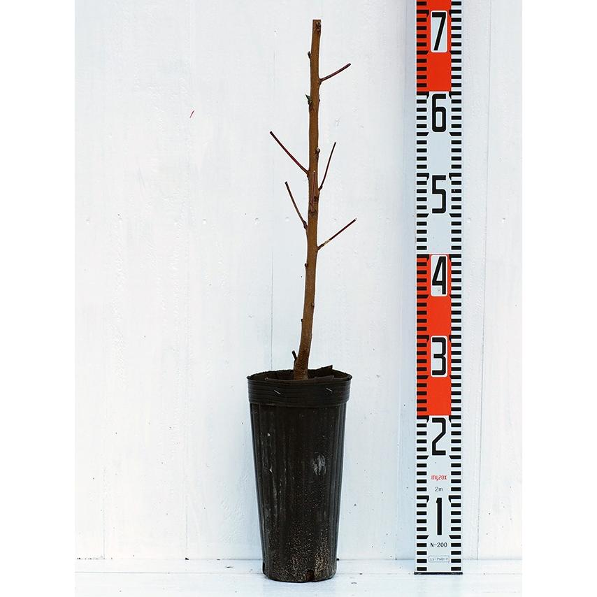 桃 苗木 【ひめこなつ ［登録品種］】 1年生 接ぎ木 ポット苗 : 苗木の