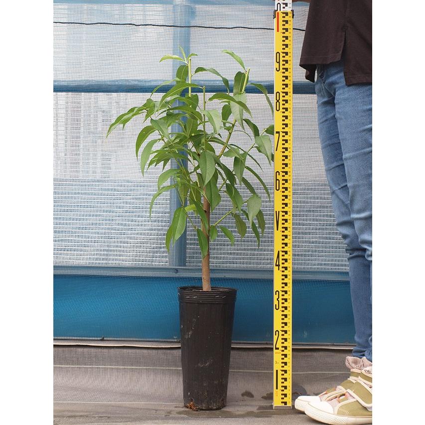 □優良2年生大苗□ 桃 苗木 【ひめこなつ ［登録品種］】 2年生大苗