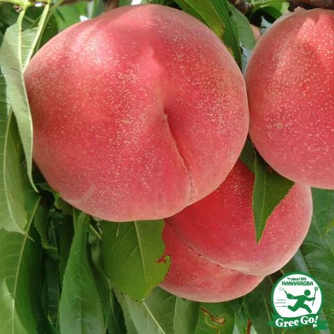 桃 苗木 【川中島白桃】 1年生 接ぎ木 ポット苗 : 苗木の専門店