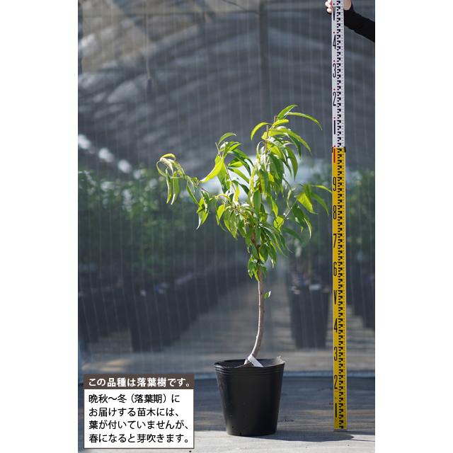 桃 苗木 【大玉白鳳 （おおだまはくほう）】 3年生 接ぎ木 約1.3m 大苗