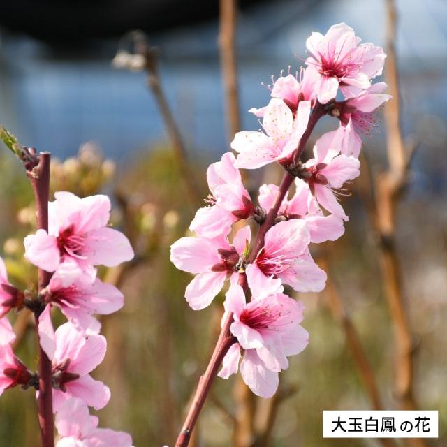 桃 苗木 【大玉白鳳 （おおだまはくほう）】 3年生 接ぎ木 約1.3m 大苗