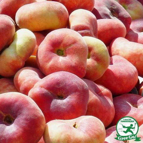 桃 苗木 【蟠桃 （ばんとう）】 1年生 接ぎ木 ポット苗 : 苗木の専門店