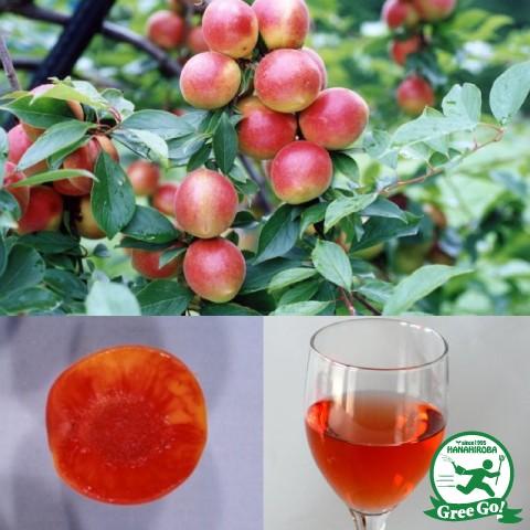 つゆあかね 果樹 約1.5m 露茜 露茜（実梅）つゆあかね：果樹苗 : 日本花卉ガーデンセンターYahoo!店