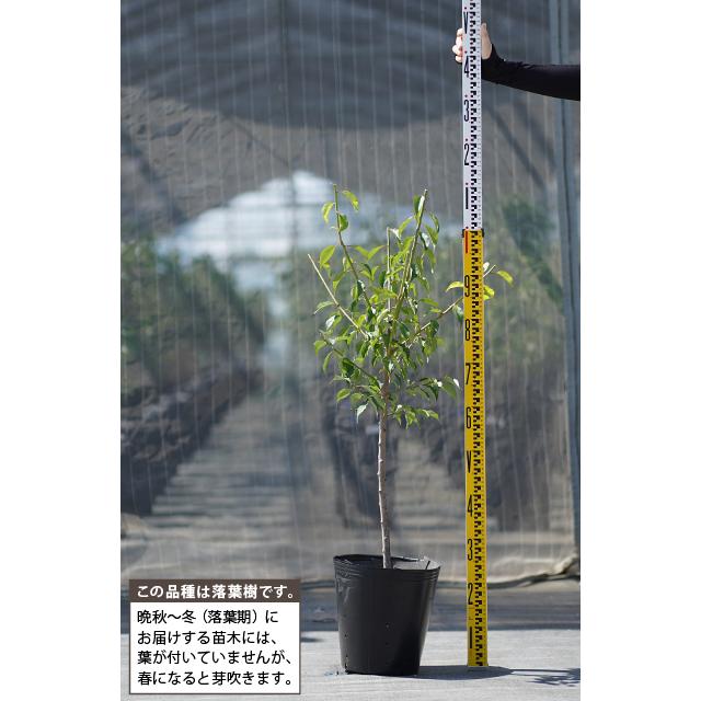 梅 苗木 【豊後 （ぶんご）】 3年生 接ぎ木 約1.3m 大苗 : 苗木の専門