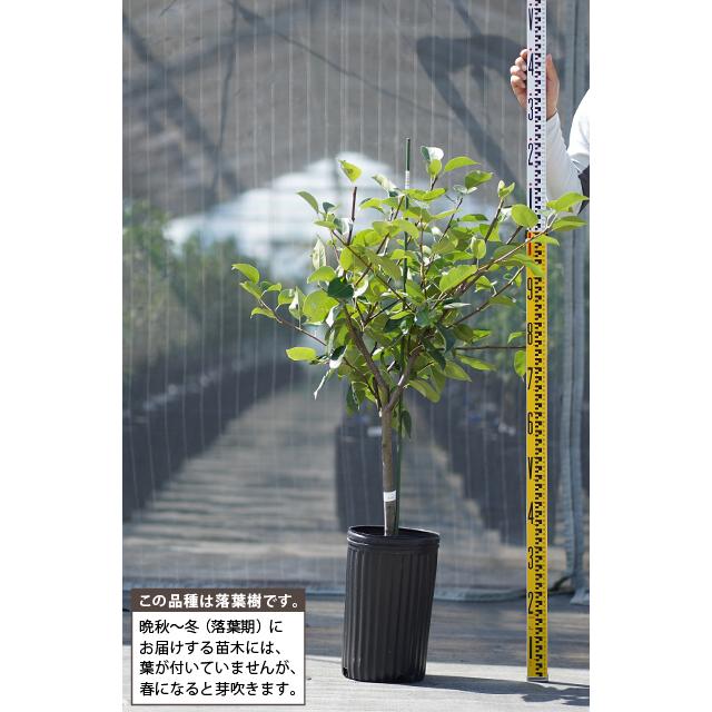 梨 苗木 【洋梨 ル レクチェ】 3年生 接ぎ木 約1.1m 大苗