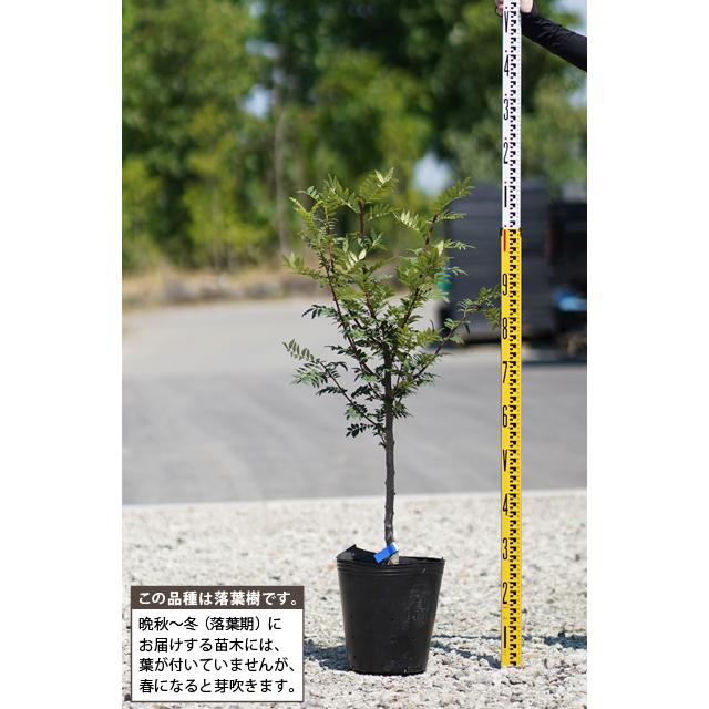 山椒 苗 【スーパーストロング トゲなし実サンショウ ぶどう山椒 山椒 苗 【スーパーストロング トゲなし実サンショウ ぶどう山椒