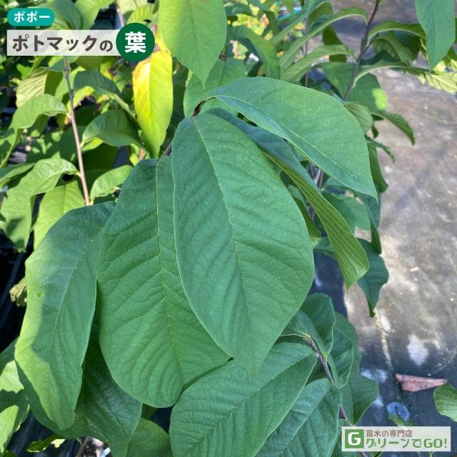 ポポー苗木 【ポトマック】 接ぎ木苗 : 苗木の専門店 グリーンで