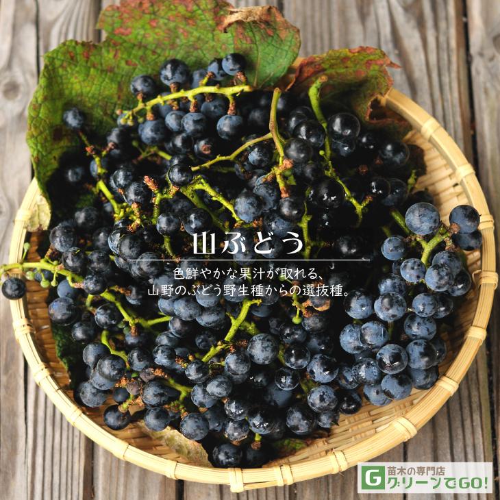 送料無料 ぶどう 苗木 一才山ぶどう いっさいやまぶどう 約0 3m 挿し木苗 ニーム小袋付き 北海道 沖縄は送料無料適用外です Tn01 276s999 01 Sm 苗木の専門店 グリーンでgo 通販 Yahoo ショッピング