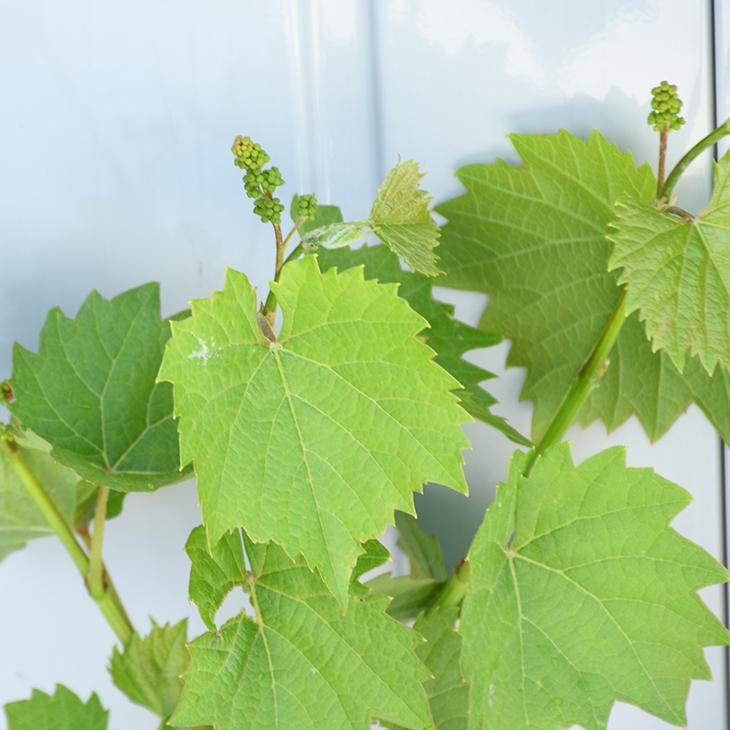 送料無料 ぶどう 苗木 一才山ぶどう いっさいやまぶどう 約0 3m 挿し木苗 ニーム小袋付き 北海道 沖縄は送料無料適用外です Tn01 276s999 01 Sm 苗木の専門店 グリーンでgo 通販 Yahoo ショッピング