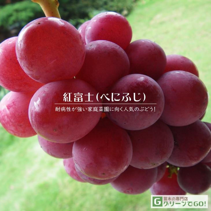 ぶどう 苗木 【紅富士 （べにふじ）】 3年生 ウイルスフリー 接ぎ木 約