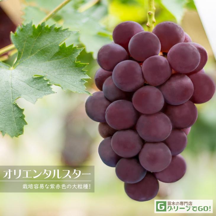 2640円 楽天市場 ぶどう 苗木 シャインマスカット 登録品種 3年生 ウイルスフリー 接ぎ木苗