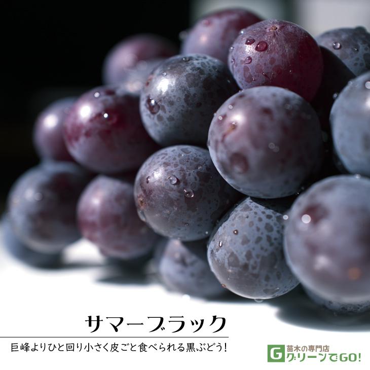 ぶどう 苗木 【サマーブラック】 1年生 ウイルスフリー 接ぎ木 ポット