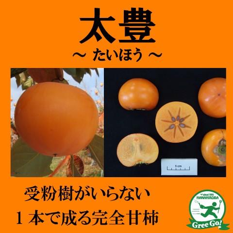 ◆送料無料◆ 柿 苗木 【完全甘柿 太豊 (たいほう) ［登録品種］】 1年生 接ぎ木 ポット苗 （ニーム小袋付き） ※北海道・沖縄は送料無料適用外です。（Yahoo!・苗木の専門店 グリーンでGO!）