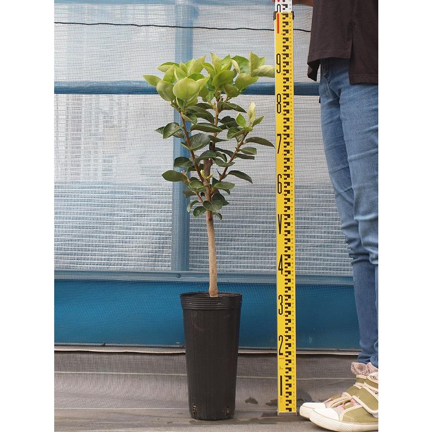 □優良2年生大苗□ 柿 苗木 【完全甘柿 太豊 （たいほう） ［登録品種