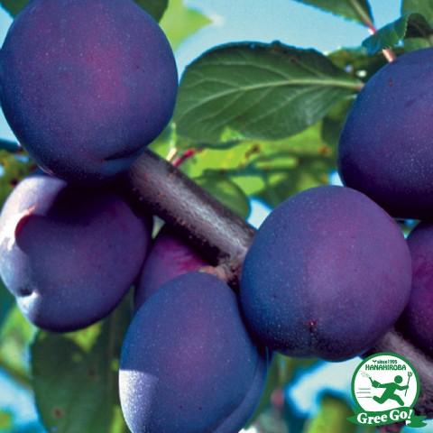 スモモ プラム 苗 【アルプス王子】 3年生 接ぎ木 約1.1m 大苗 : 苗木