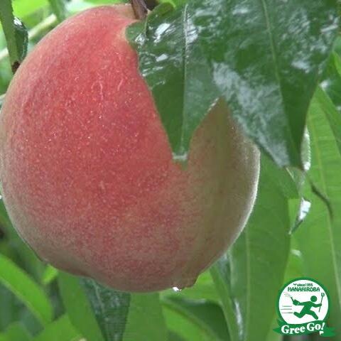 珍品！桃の苗木登録品種「さくひめ」3年生 桃 苗木 【さくひめ ［登録品種］】 3年生 接ぎ木 約1.3m 大苗 : 苗木