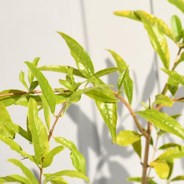 【専用】Sarga Orias 挿木苗 専用】Sarga Orias 挿木苗