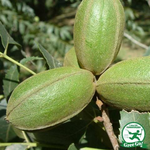 ナッツの木 苗 【ペカン（ピーカン）ナッツ】 実生苗 : 苗木の専門店