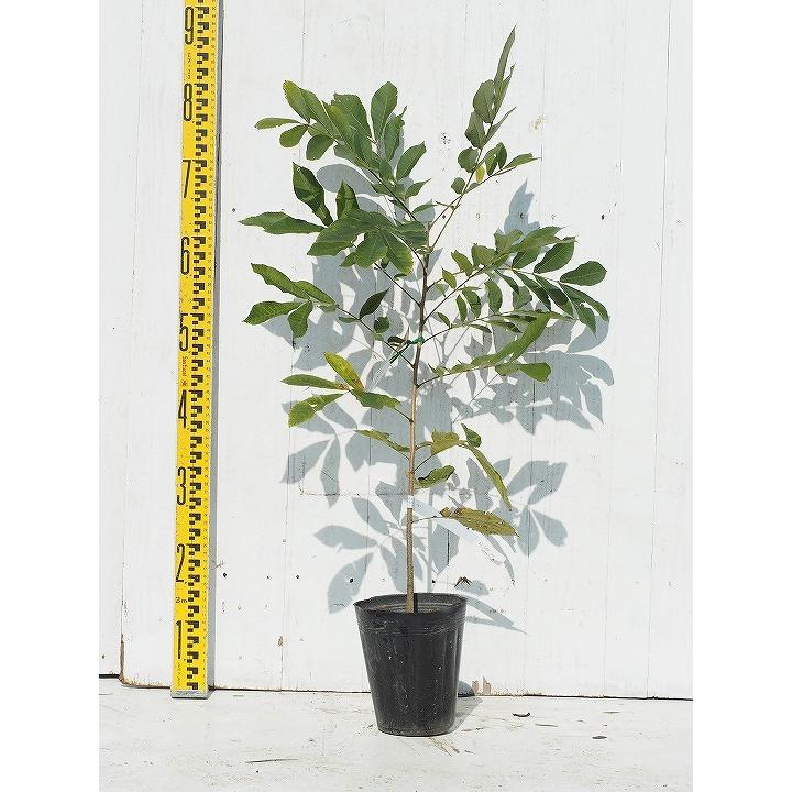 ペカンナッツ ケープフェア 苗 販売 苗木部 By 花ひろばオンライン お