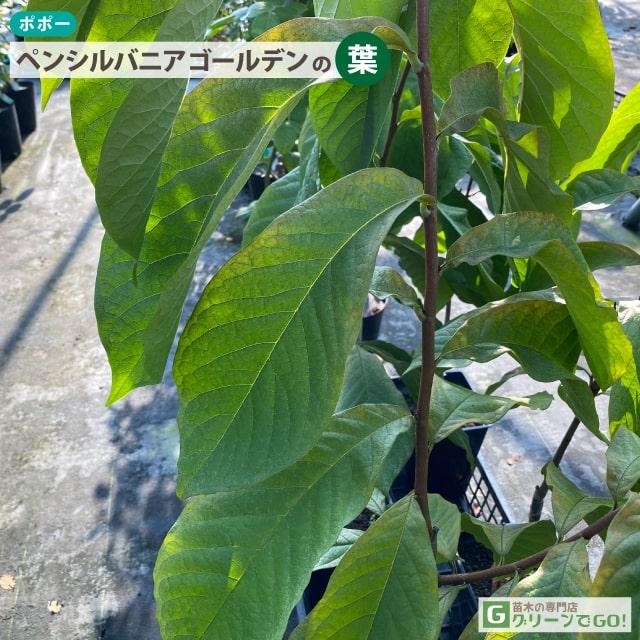 ポポー苗木 【ペンシルバニアゴールデン】 接ぎ木苗 : 苗木の専門店