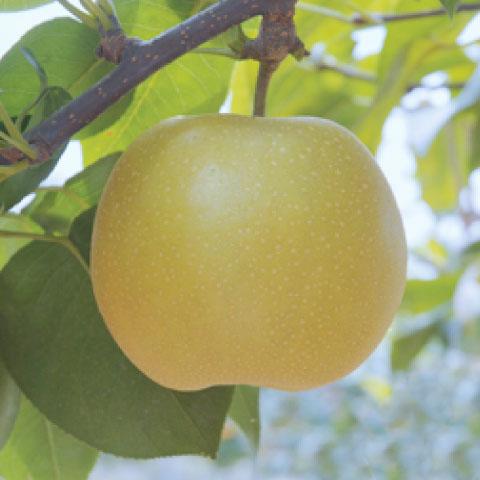 □優良2年生大苗□ 梨 苗木 【凛夏 （りんか）】 2年生大苗 接ぎ木