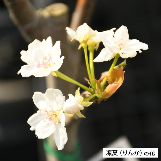 □優良2年生大苗□ 梨 苗木 【凛夏 （りんか）】 2年生大苗 接ぎ木