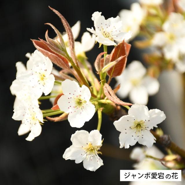 梨 苗木 【 ジャンボ愛宕 （あたご）】 1年生 接ぎ木苗 : 苗木の専門店