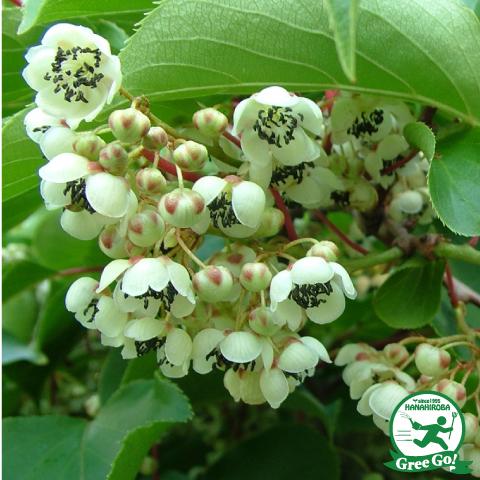 キウイ 苗木 【バイエルン ベビーキウイの雄 1株】 バイエルン ポット苗 | ブランド登録なし