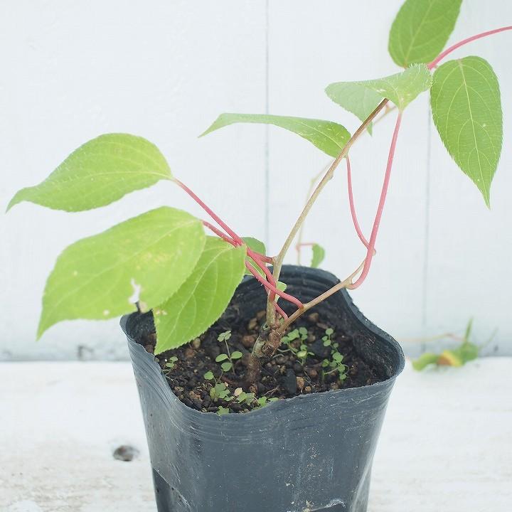 キウイ 苗木 【バイエルン ベビーキウイの雄 1株】 バイエルン ポット苗 | ブランド登録なし | 01