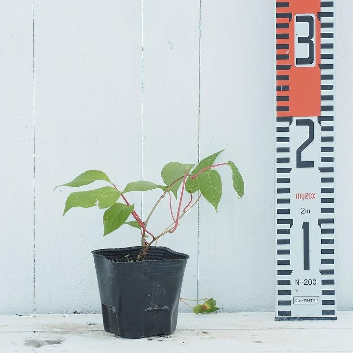 キウイ 苗木 【バイエルン ベビーキウイの雄 1株】 バイエルン ポット苗 | ブランド登録なし | 02