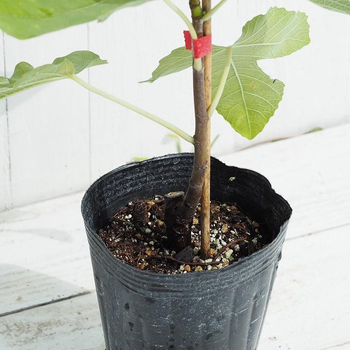 挿木苗ラスト出品】Honey Plum 挿木苗 イチジク ぼか3点 挿木苗ラスト