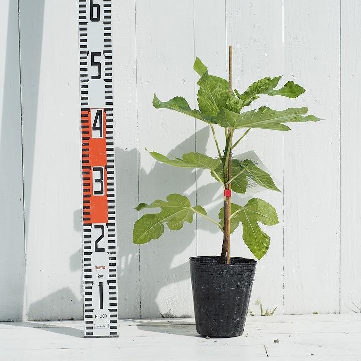 イチジク 苗 【久留米 くろみつ】 1年生 挿し木 ポット苗 : 苗木の専門