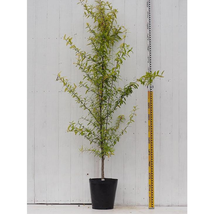 ザクロ 苗 ペルシャブラック 3年生 挿し木 大苗 Tn01 365n003 01 苗木の専門店 グリーンでgo 通販 Yahoo ショッピング