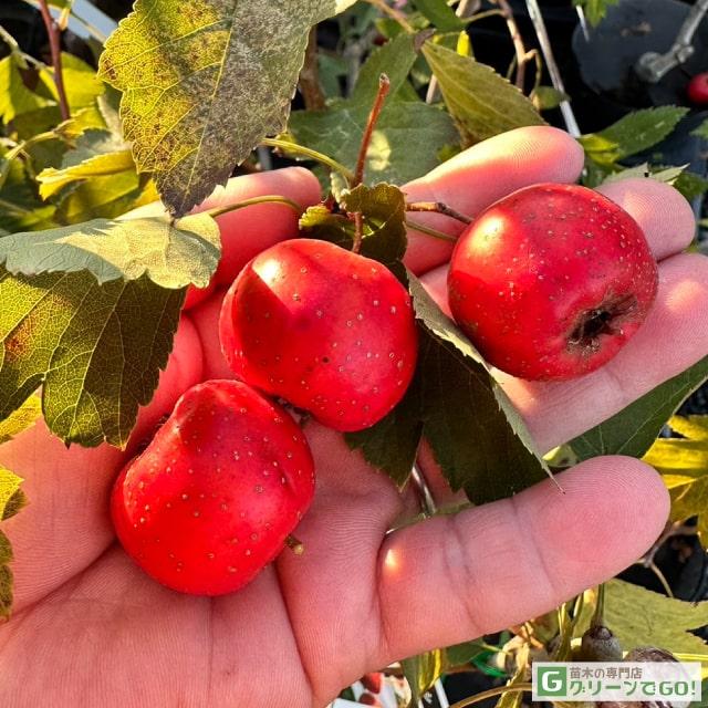 サンザシ 苗 食用サンザシ 西安 せいあん 2年生 挿し木苗 Tn01 372s002 01 苗木の専門店 グリーンでgo 通販 Yahoo ショッピング