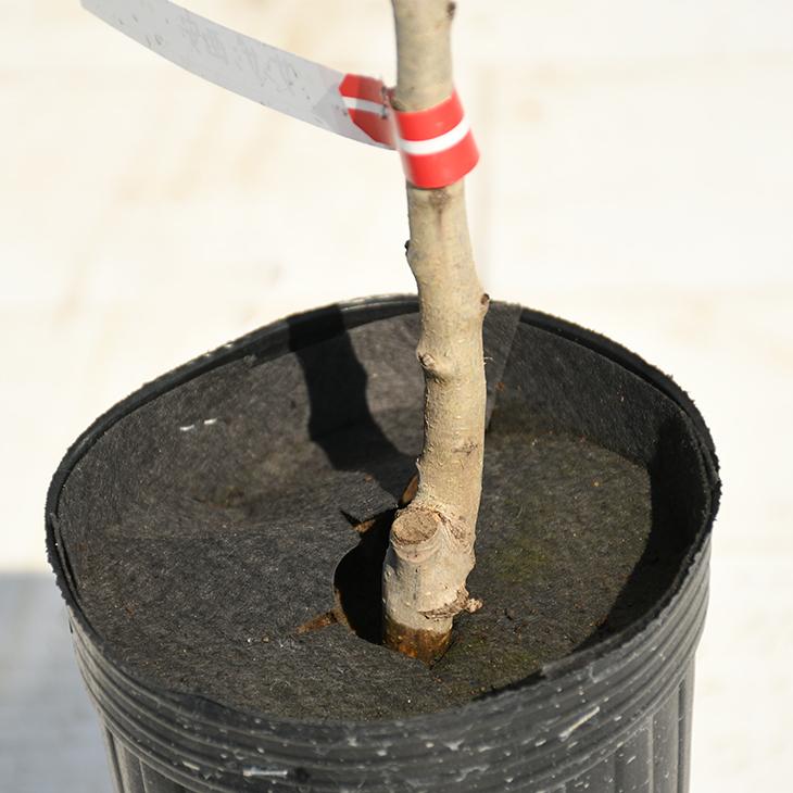 サンザシ 苗 食用サンザシ 西安 せいあん 2年生 挿し木苗 Tn01 372s002 01 苗木の専門店 グリーンでgo 通販 Yahoo ショッピング