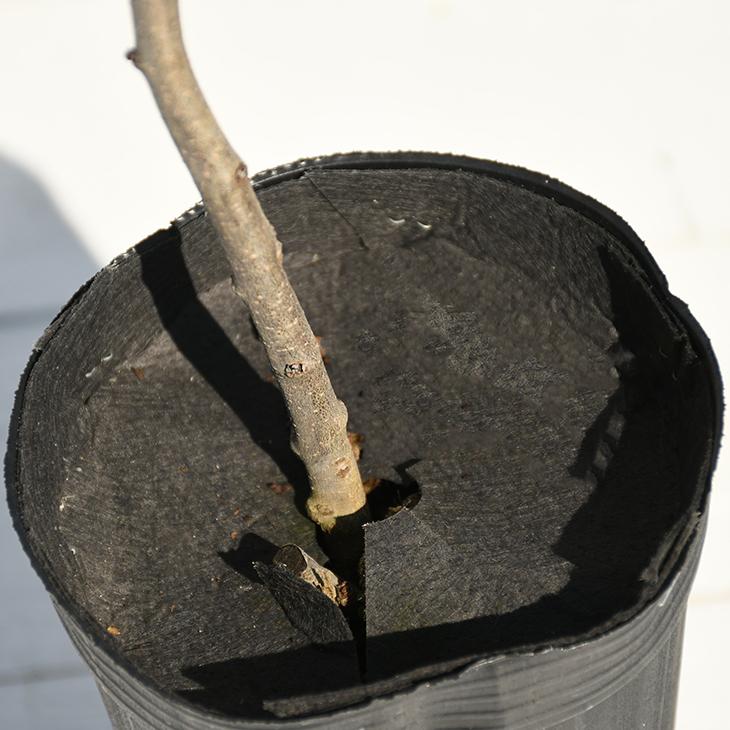 サンザシ 苗 食用サンザシ 北京 ぺきん 2年生 挿し木苗 Tn01 373s002 01 苗木の専門店 グリーンでgo 通販 Yahoo ショッピング