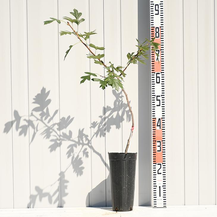 楽天市場 サンザシ 苗 食用サンザシ 西安 せいあん 2年生 挿し木苗 山査子 サンザシの樹 苗木 植木 花木 庭木 シンボルツリー 落葉樹 中木 苗木の専門店 グリーンでｇｏ 苗木の専門店 グリーンでgo 超長尺果樹苗 さるなし 苗 豊密 ほうみつ 超長