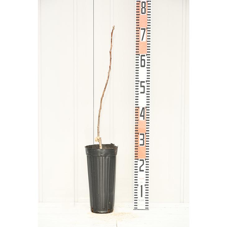 サンザシ 苗 食用サンザシ 北京 ぺきん 1年生 接ぎ木苗 Tn01 373t001 01 苗木の専門店 グリーンでgo 通販 Yahoo ショッピング