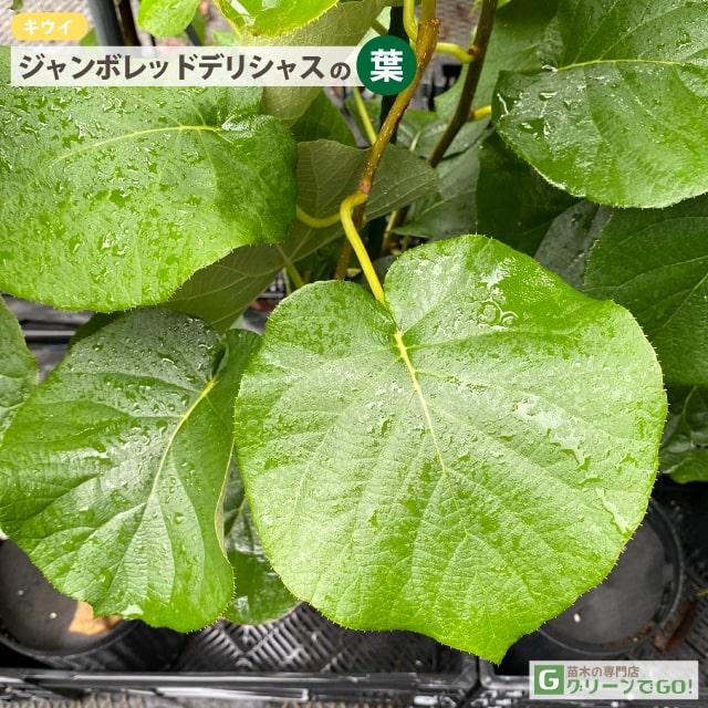 キウイ 苗木 【メス ジャンボレッド デリシャス】3年生 接ぎ木 約1.3m