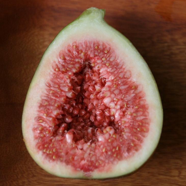 送料無料 イチジク 苗 ジャンボイチジク 1年生 挿し木 ポット苗 ニーム小袋付き 北海道 沖縄は送料無料適用外です Tn01 387s001 01 Sm 苗木の専門店 グリーンでgo 通販 Yahoo ショッピング