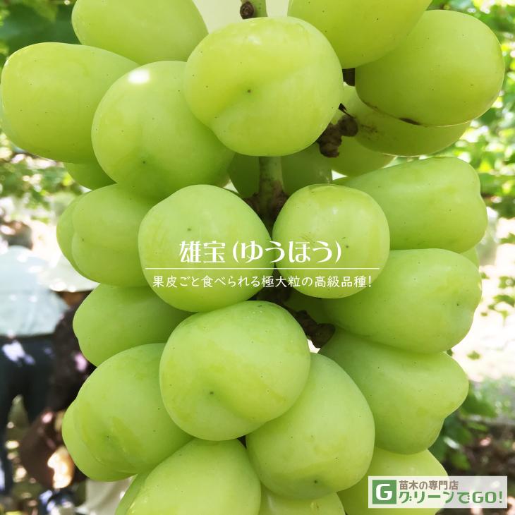 雄宝　大苗　1本　２年生　ウイルスフリー 5BB接木 雄宝 大苗 1本 2年生 ウイルスフリー 5BB接木 - メルカリ