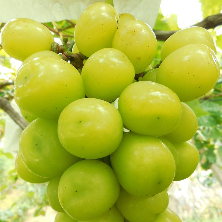 ぶどう 苗木 【天晴（あっぱれ） ［登録品種］】 1年生 ウイルスフリー