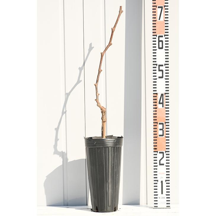 ブドウ天晴　接木苗 天晴 ぶどう 1年生接木苗 ウィルスフリー 登録品種・品種登録 予約販売