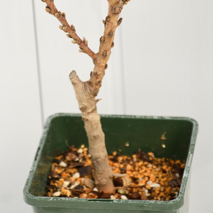 送料無料 桃 苗木 矮性桃 ボンファイヤー 接ぎ木苗 ニーム小袋付き 北海道 沖縄は送料無料適用外です Tn01 394t999 01 Sm 苗木の専門店 グリーンでgo 通販 Yahoo ショッピング