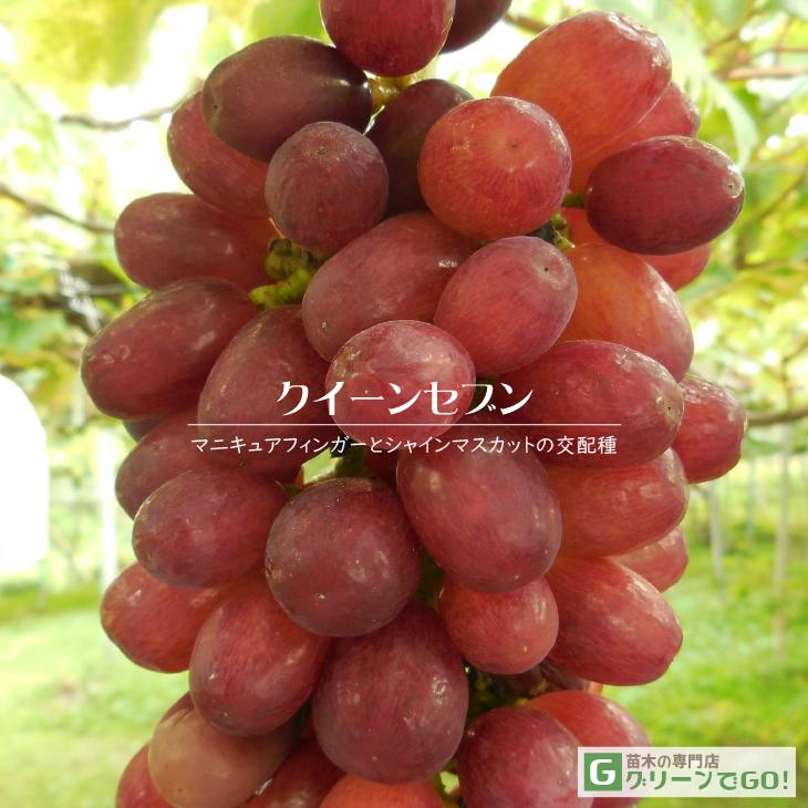 ぶどう 苗木 【クイーンセブン】 3年生 ウイルスフリー 接ぎ木 約1.3m 大苗（Yahoo!・苗木の専門店 グリーンでGO!）