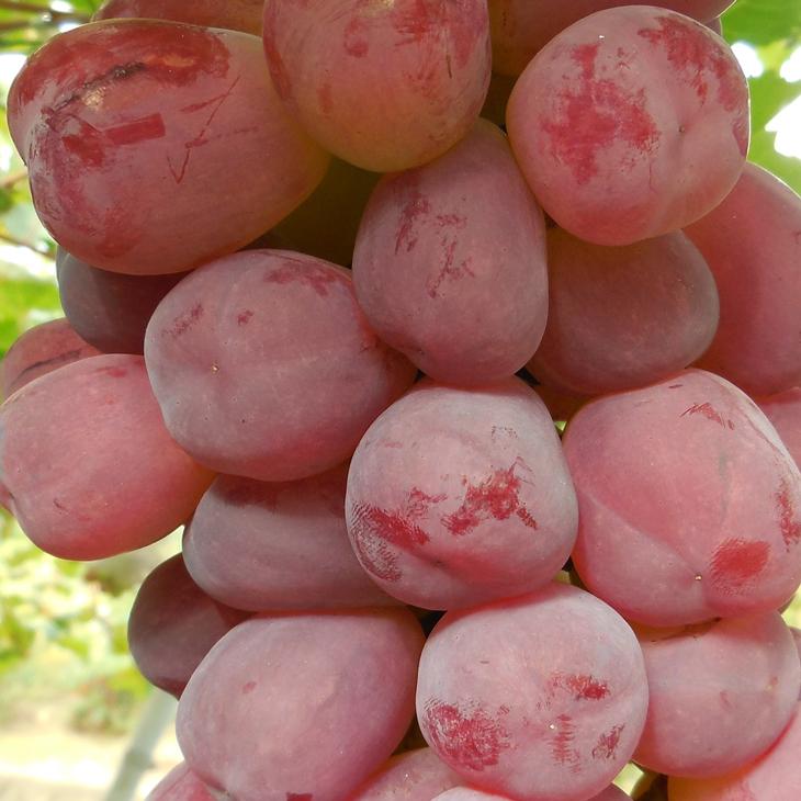 ぶどう 苗木 【バイオレットキング】 1年生 ウイルスフリー 接ぎ木